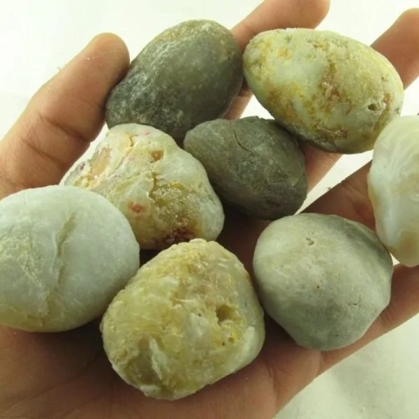 Fossilized Tiger Testicle Pearl - Type G - Image 3