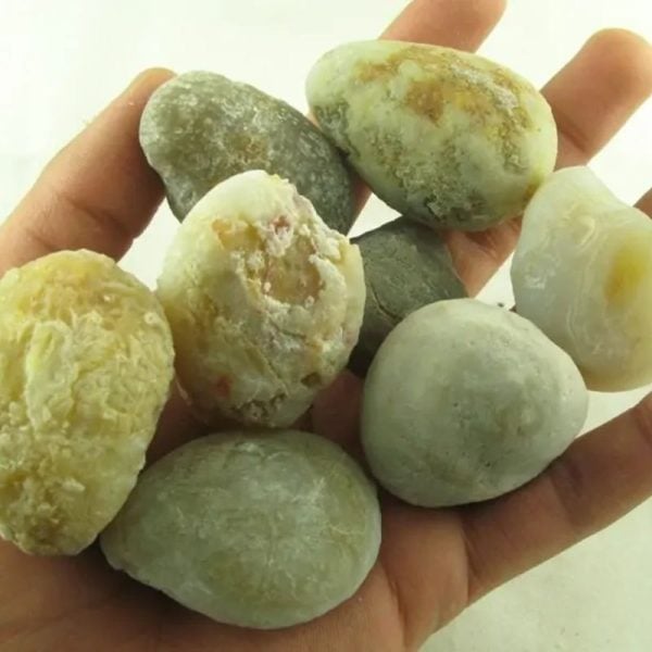 Fossilized Tiger Testicle Pearl - Type G - Image 2