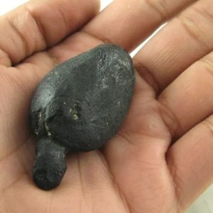 Fossilized Tiger Testicle Pearl - Type B