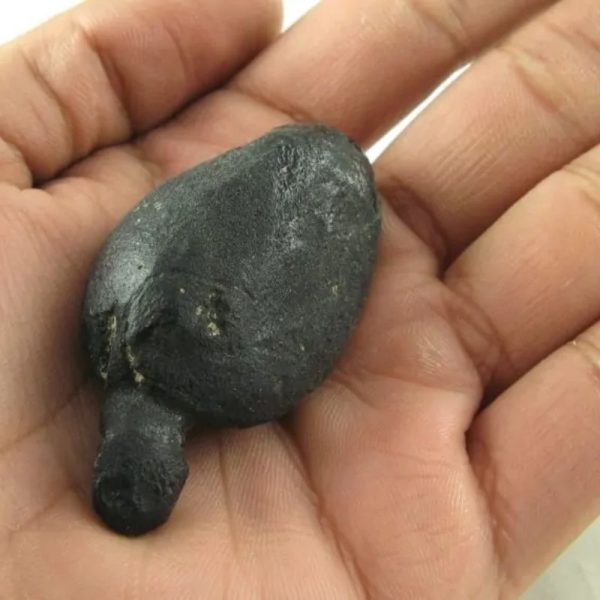 Fossilized Tiger Testicle Pearl - Type B