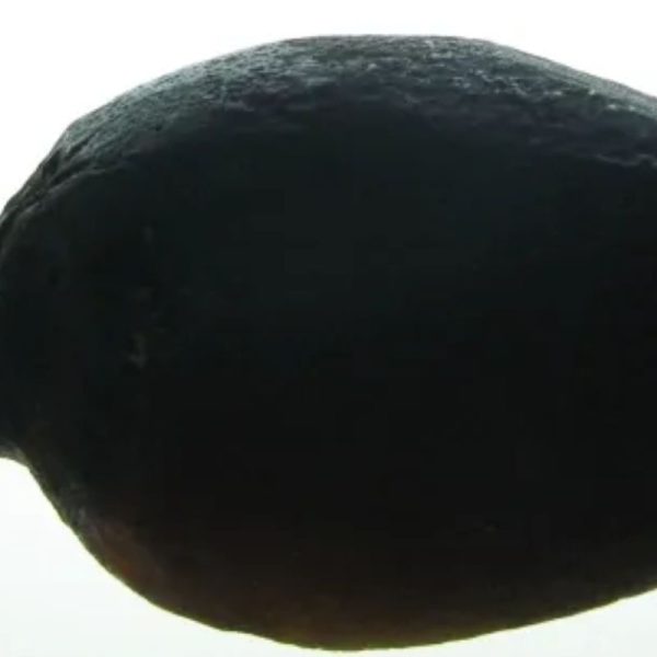 Fossilized Tiger Testicle Pearl - Type B - Image 2