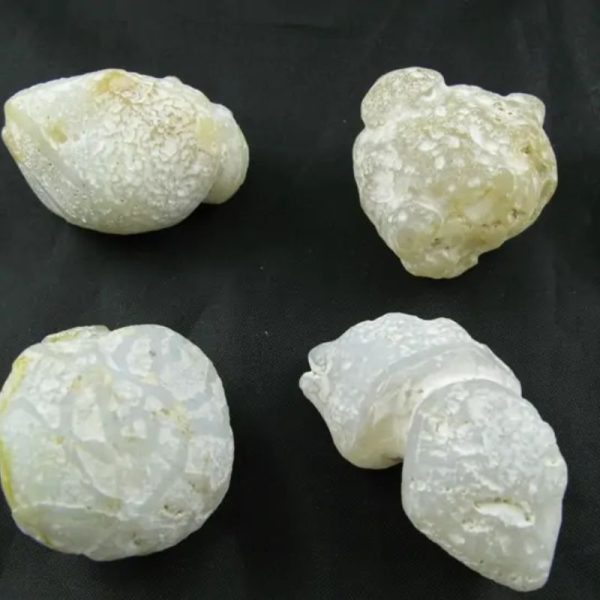 Fossilized Tiger Testicle Pearl - Type D1.2 - Image 3