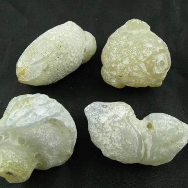 Fossilized Tiger Testicle Pearl - Type D1.2 - Image 2