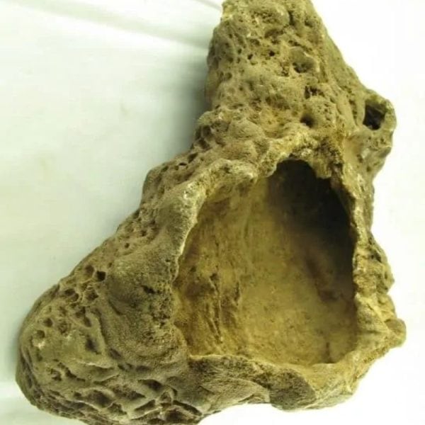 Fossilized Ants' Nest - Type B - Image 6