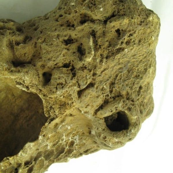 Fossilized Ants' Nest - Type B - Image 5