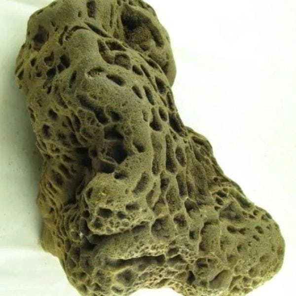 Fossilized Ants' Nest - Type B - Image 4