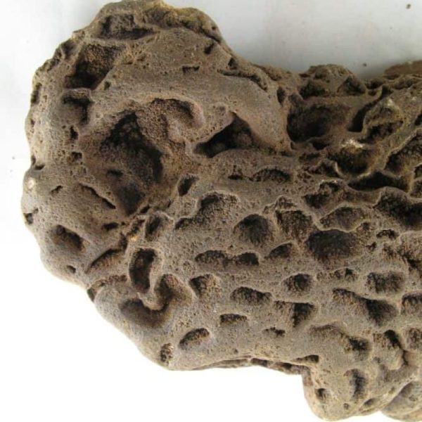 Fossilized Ants' Nest - Type B - Image 3
