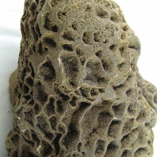 Fossilized Ants' Nest - Type B - Image 2