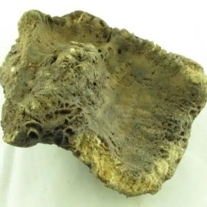 Fossilized Ants' Nest - Type A