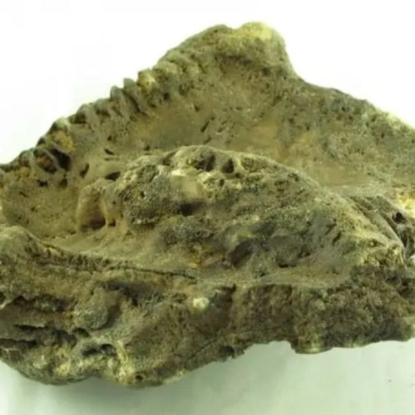 Fossilized Ants' Nest - Type A - Image 6