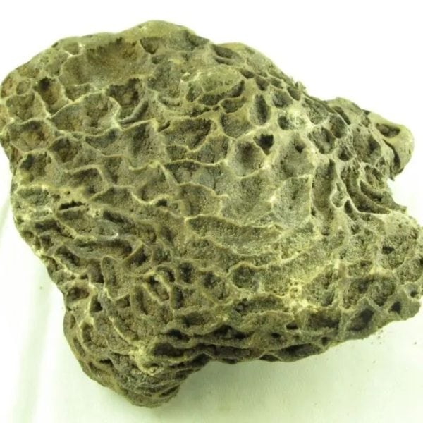 Fossilized Ants' Nest - Type A - Image 5
