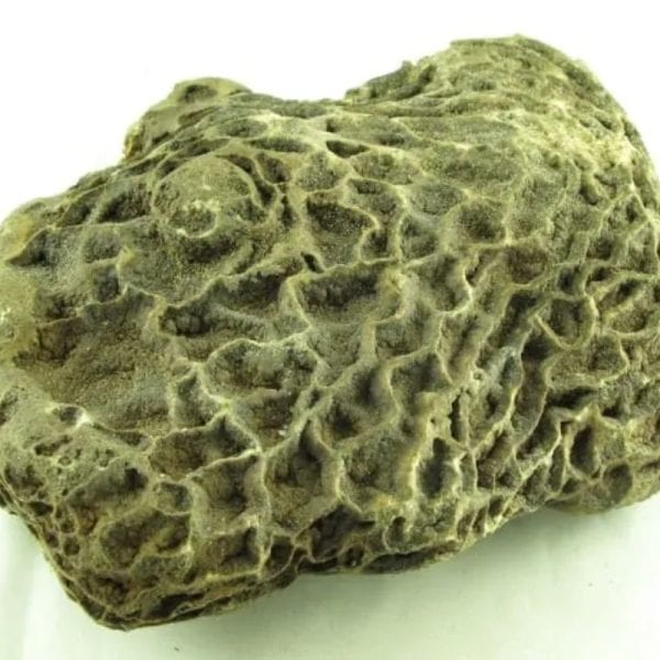 Fossilized Ants' Nest - Type A - Image 4