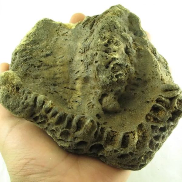 Fossilized Ants' Nest - Type A - Image 3