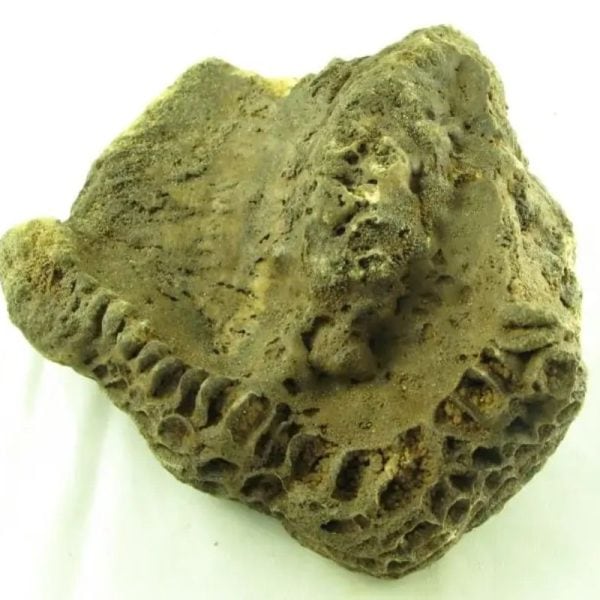 Fossilized Ants' Nest - Type A - Image 2