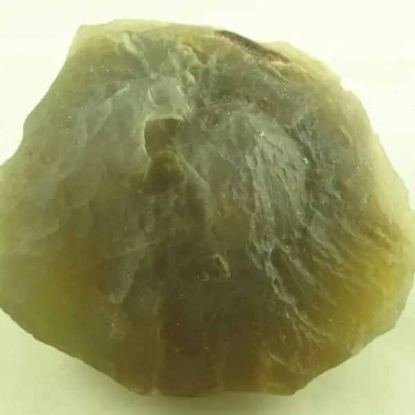 Fossilized Mushroom - Type A
