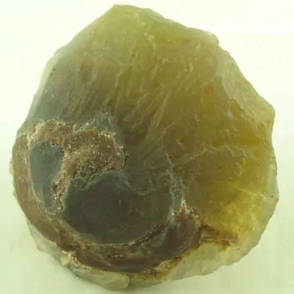 Fossilized Mushroom - Type A - Image 5