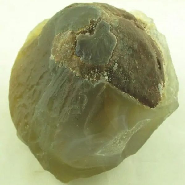 Fossilized Mushroom - Type A - Image 4