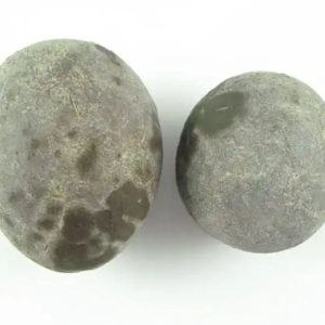 Potato Fossil - Type A