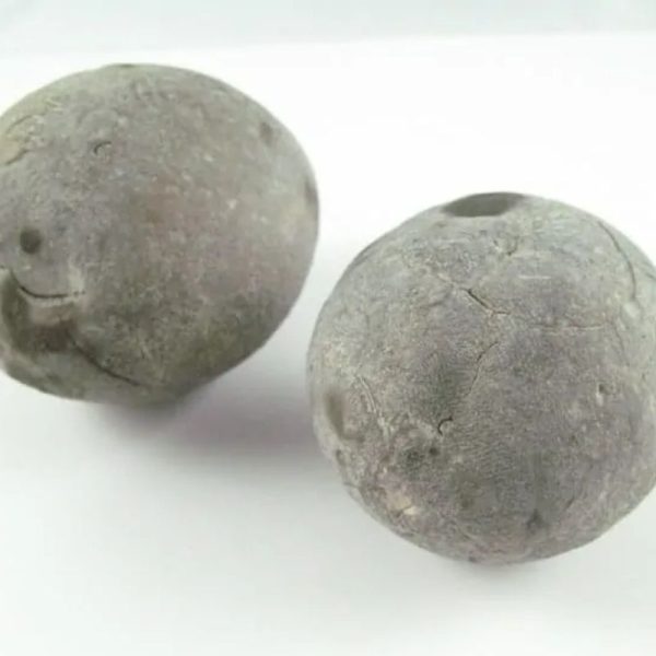 Potato Fossil - Type A - Image 4