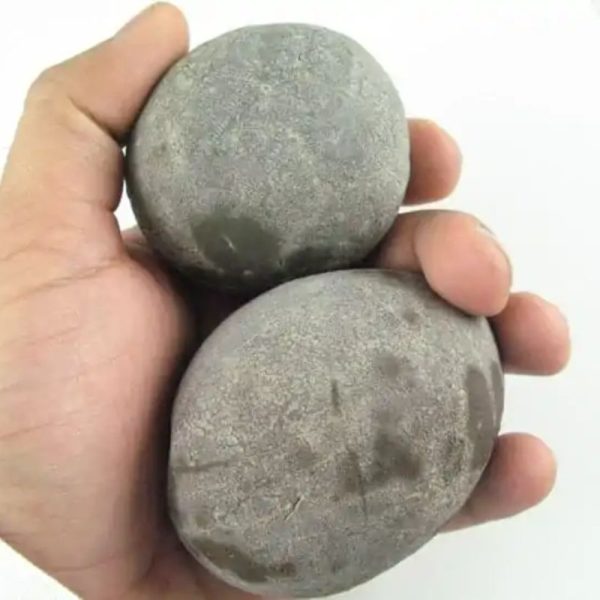 Potato Fossil - Type A - Image 2
