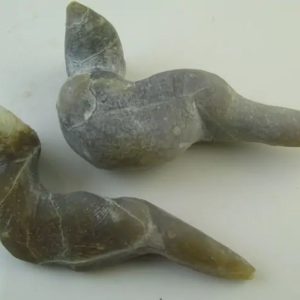 Cave Eel Fossil - Type B1