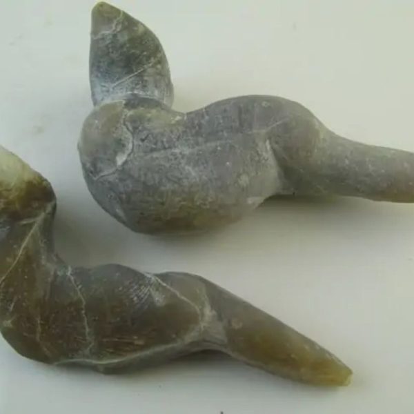 Cave Eel Fossil - Type B1