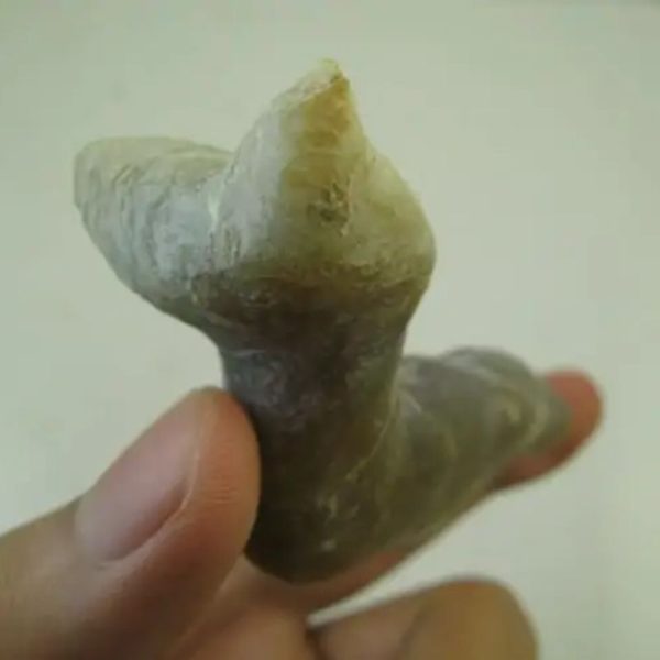 Cave Eel Fossil - Type B1 - Image 5