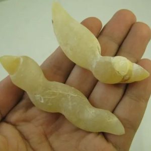 Gold Eel Fossil - Type A1