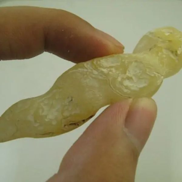 Gold Eel Fossil - Type A1 - Image 3