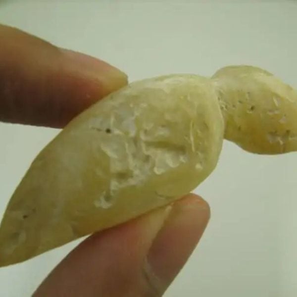 Gold Eel Fossil - Type A1 - Image 2