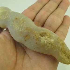 White Eel Fossil - Type C3