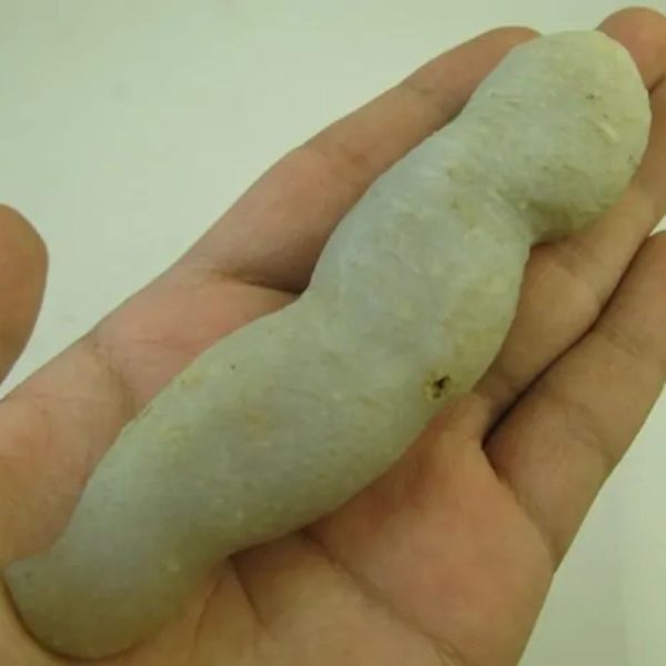 White Eel Fossil - Type C3 - Image 3