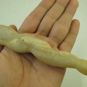 White Eel Fossil - Type C2