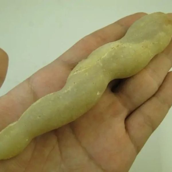 White Eel Fossil - Type C2 - Image 3