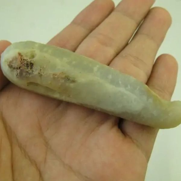 White Eel Fossil - Type C1