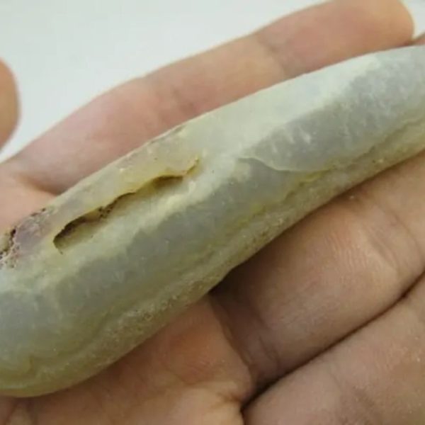 White Eel Fossil - Type C1 - Image 3