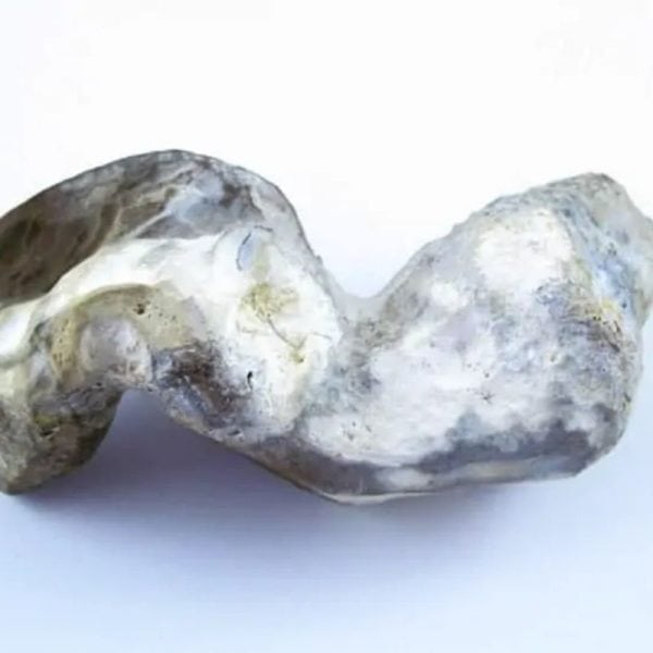 Fossilized Eel - Type A2