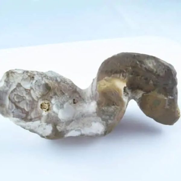 Fossilized Eel - Type A2 - Image 5
