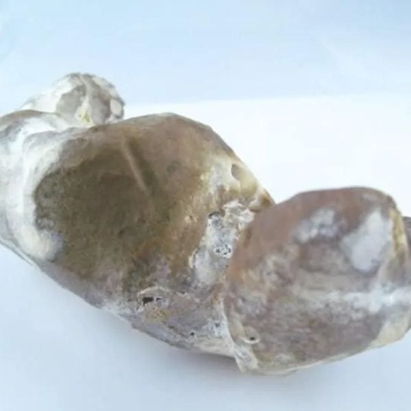 Fossilized Eel - Type A2 - Image 4