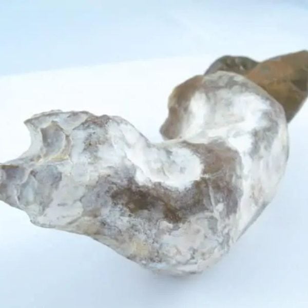 Fossilized Eel - Type A2 - Image 3
