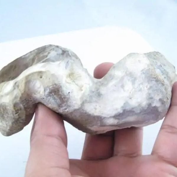 Fossilized Eel - Type A2 - Image 2