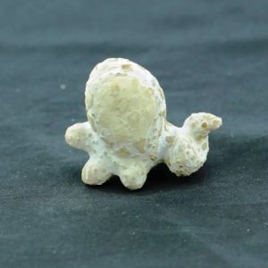 Fossilized Squid - Type A3