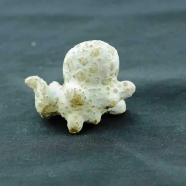 Fossilized Squid - Type A3 - Image 3