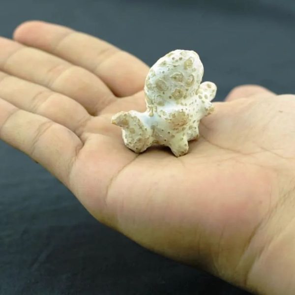 Fossilized Squid - Type A3 - Image 2