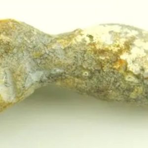 Fossil Suro Fish - Type A1