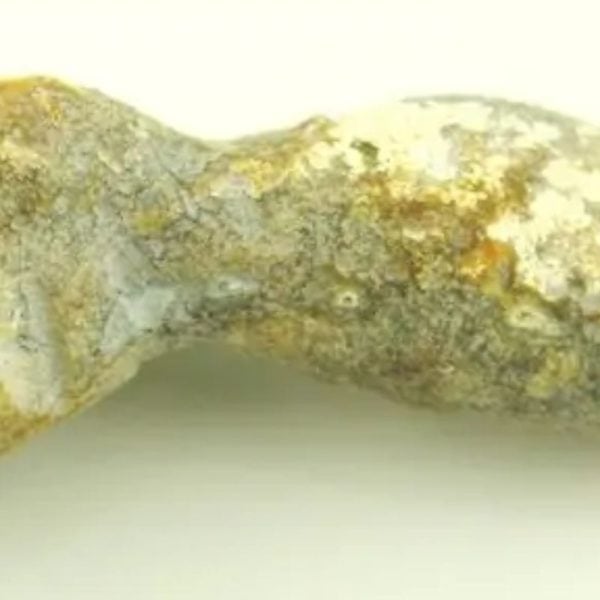 Fossil Suro Fish - Type A1