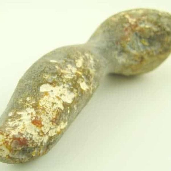 Fossil Suro Fish - Type A1 - Image 4