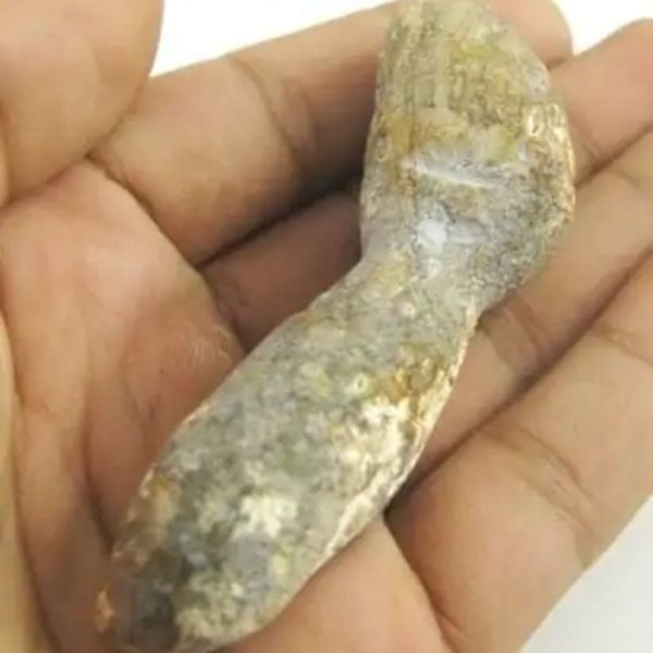 Fossil Suro Fish - Type A1 - Image 2