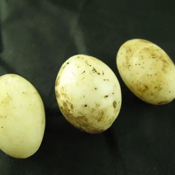 Fossilized Chicken Eggs - Type A - Image 4