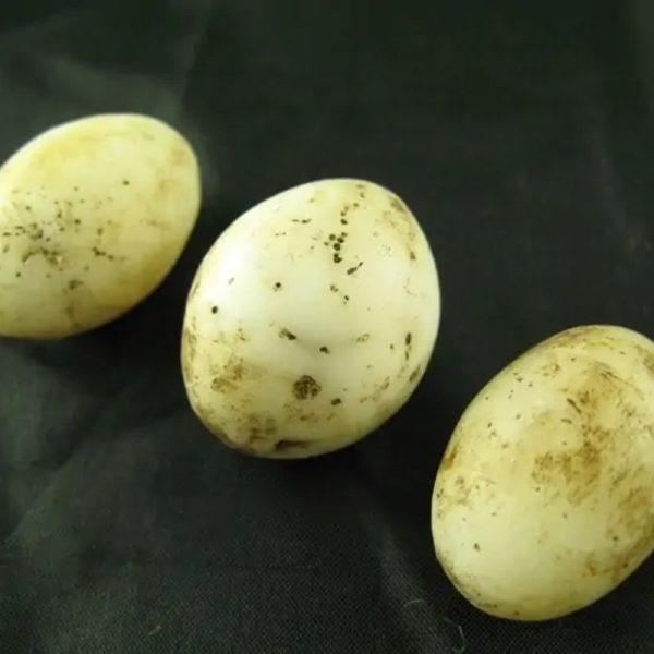 Fossilized Chicken Eggs - Type A - Image 3